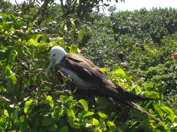 bird