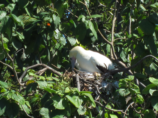 bird