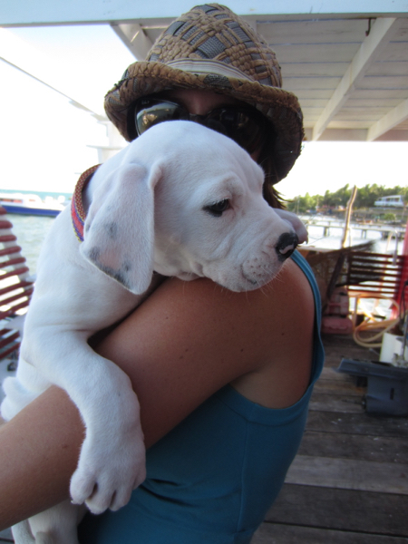 puppy