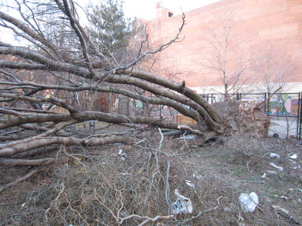 tree