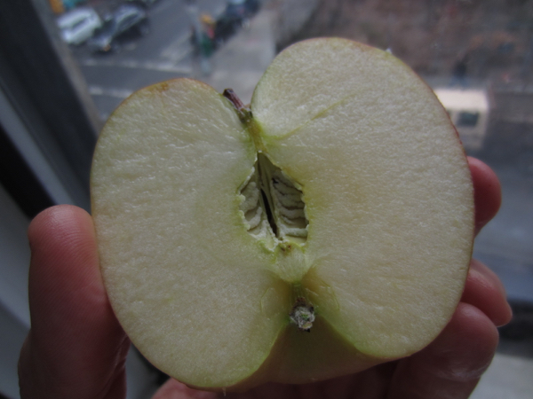 fruit