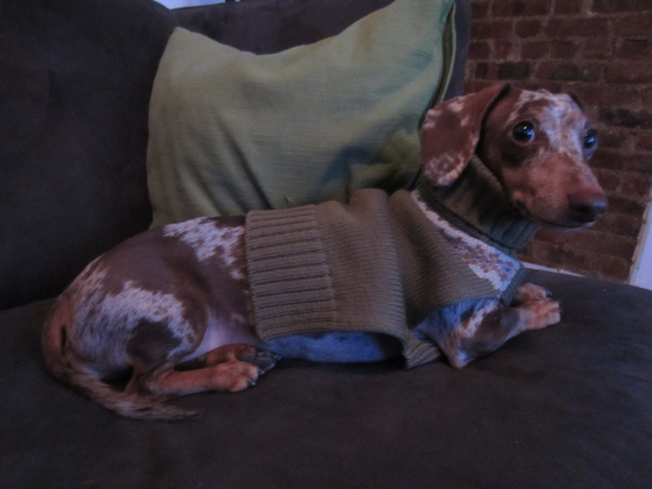 dogs in outfits