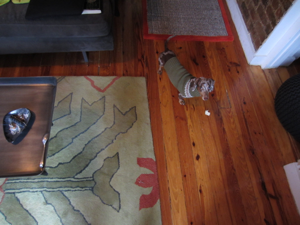living room + dogs