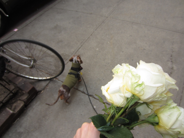 roses