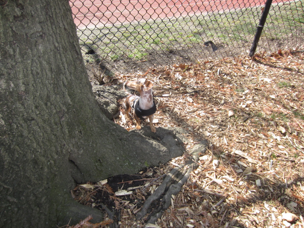 tree