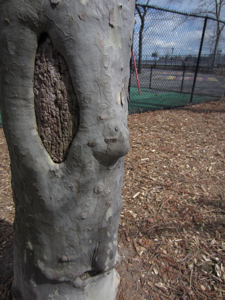 tree