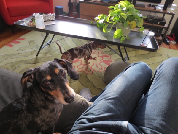 edie + dogs