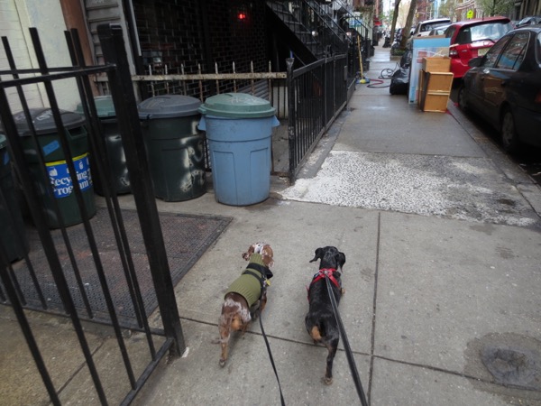 edie + dogs