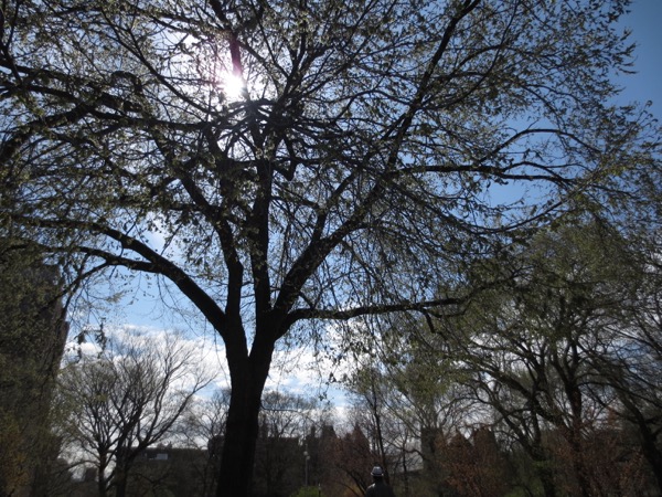 tree