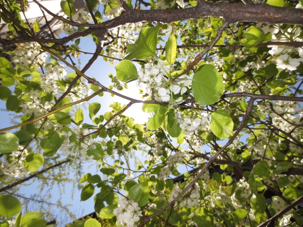 tree
