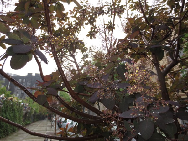 tree
