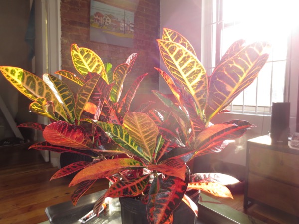 plant