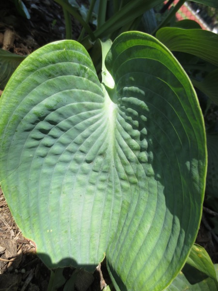 leaf