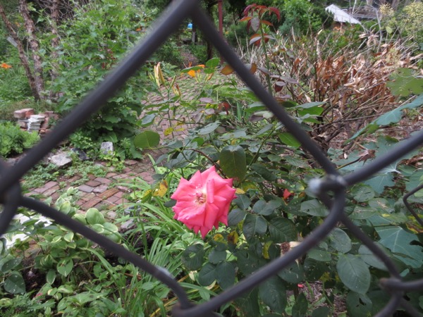 flower