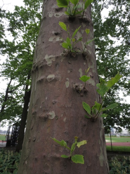 tree