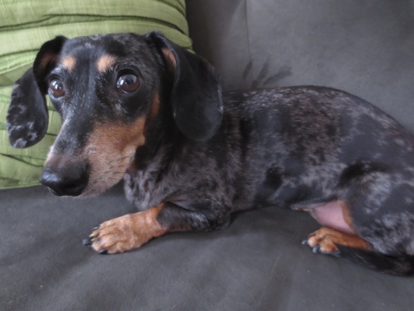 edie