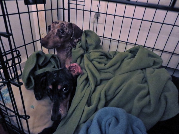 edie + dogs