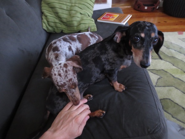 couch
