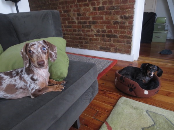 edie + dogs
