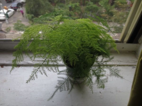 plant