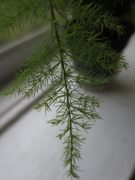 plant