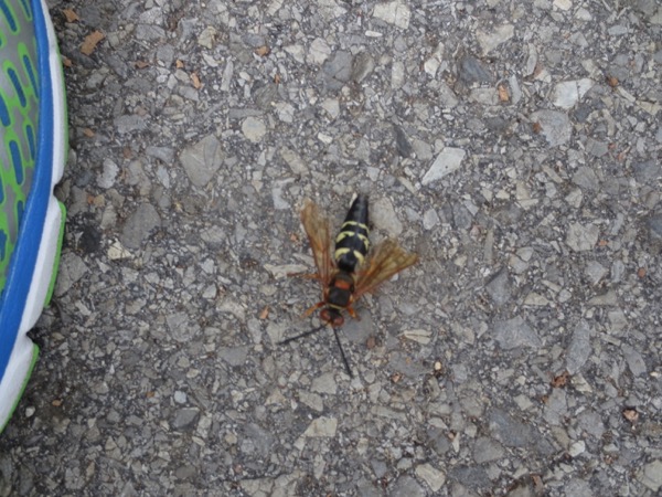 bugs