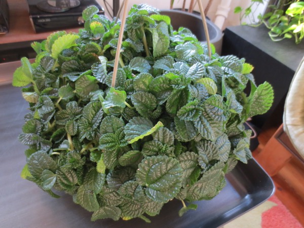 plant