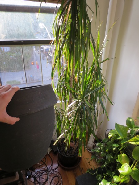 plant