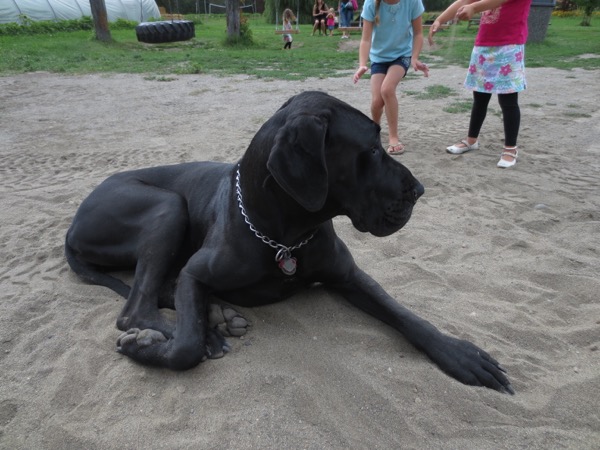 puppy