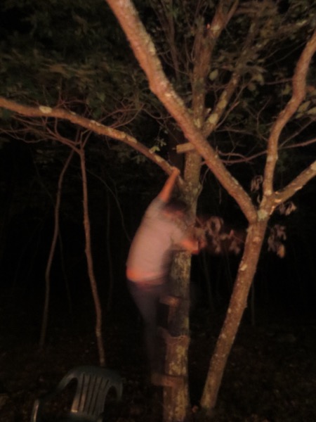 tree