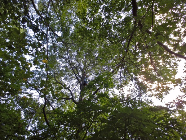 tree