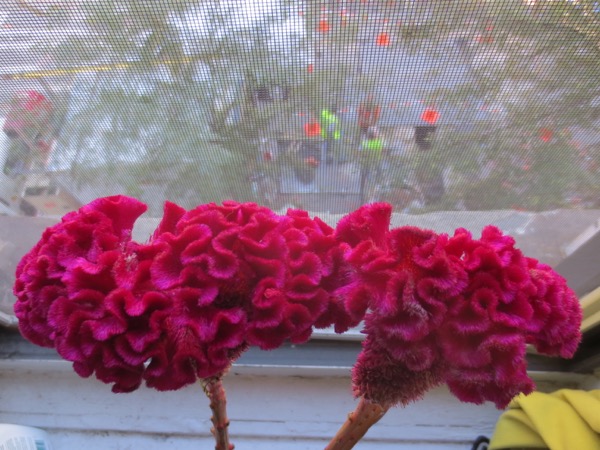 flower