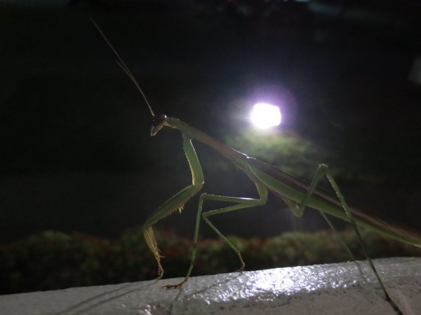 bugs