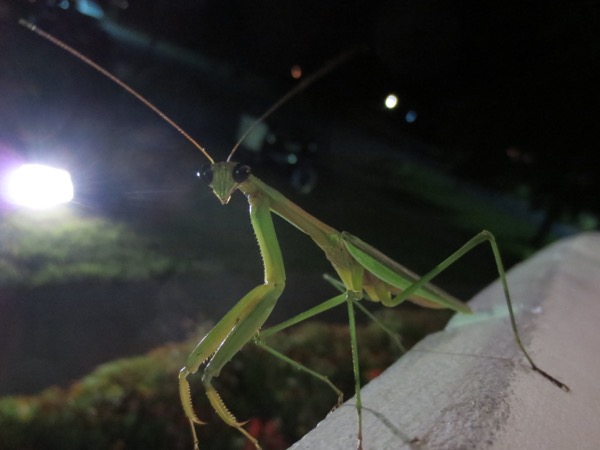 bugs