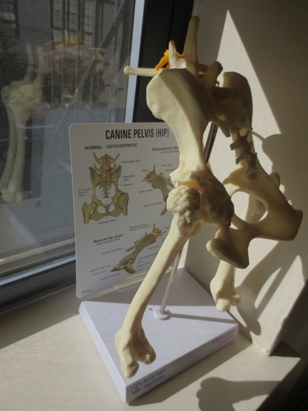 skeleton