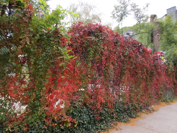 fall