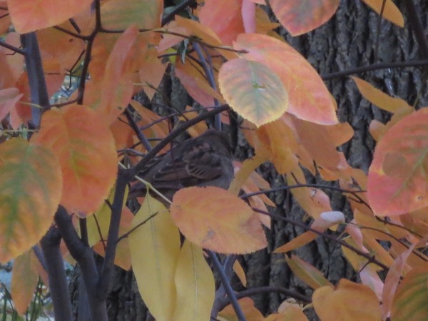 fall