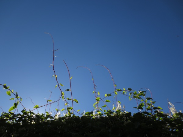 fence