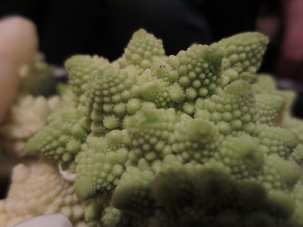 fractal