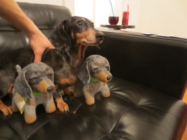edie + dogs