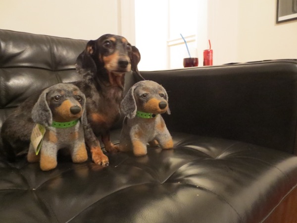 edie + dogs