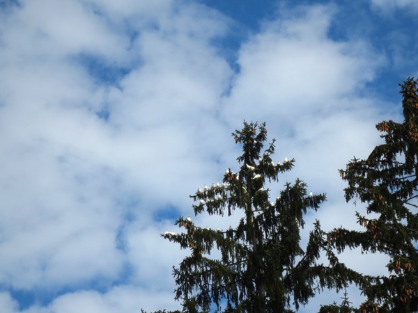 tree