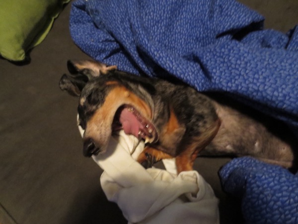 edie