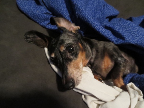 edie