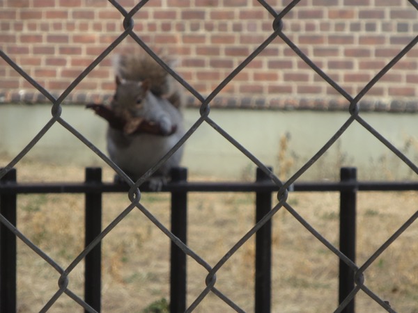 squirrel