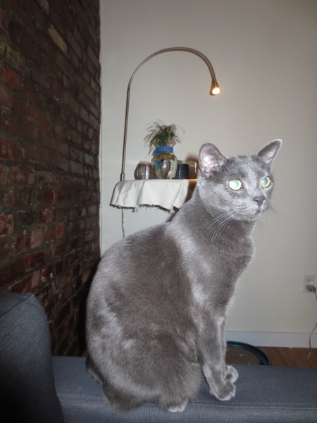 cat