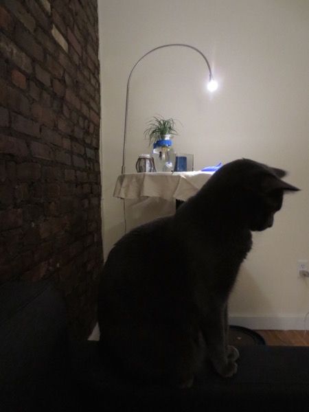 cat