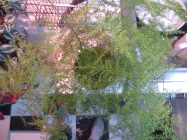 plant