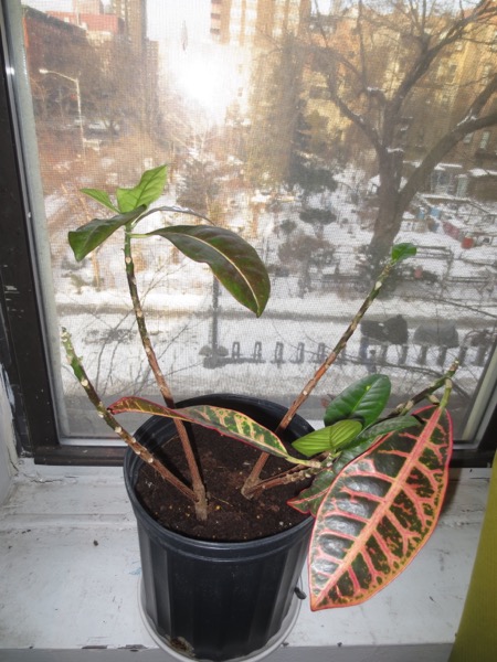plant