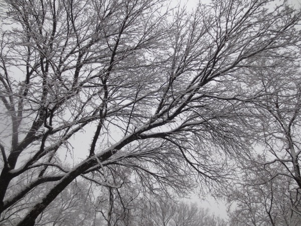 tree